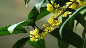 八月桂花香桌面壁纸_17