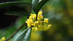 八月桂花香桌面壁纸_18