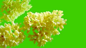 八月桂花香桌面壁纸_19
