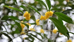 八月桂花香桌面壁纸_20