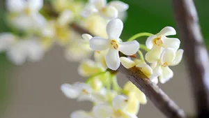 八月桂花香桌面壁纸_21