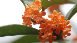 八月桂花香桌面壁纸_22