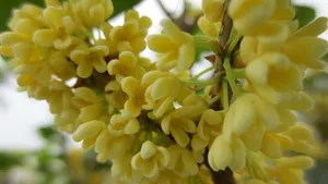 八月桂花香桌面壁纸_23