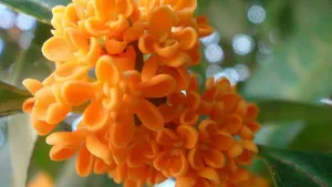 八月桂花香桌面壁纸_24
