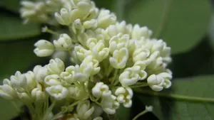 八月桂花香桌面壁纸_25