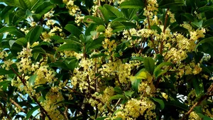 八月桂花香桌面壁纸_26