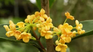 八月桂花香桌面壁纸_27