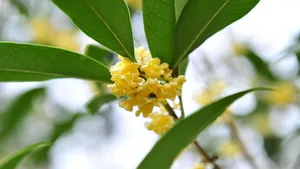 八月桂花香桌面壁纸_28