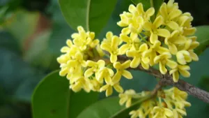 八月桂花香桌面壁纸_29