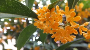 八月桂花香桌面壁纸_30