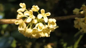 八月桂花香桌面壁纸_31