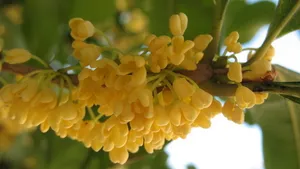 八月桂花香桌面壁纸_32