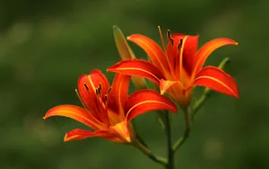 萱草图片壁纸_8
