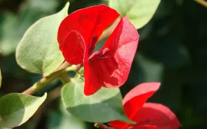 三角梅花卉图片壁纸_4