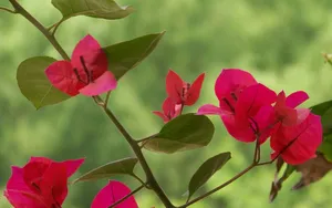 三角梅花卉图片壁纸_8