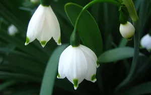 铃兰花图片桌面壁纸_2