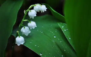 铃兰花图片桌面壁纸_4
