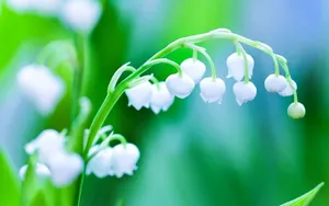 铃兰花图片桌面壁纸_5