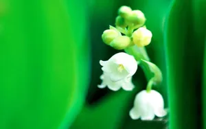 铃兰花图片桌面壁纸_7