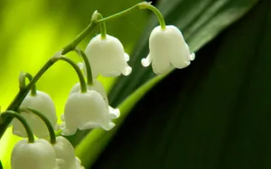 铃兰花图片桌面壁纸_10