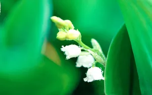 铃兰花图片桌面壁纸_14