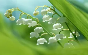 铃兰花图片桌面壁纸_15