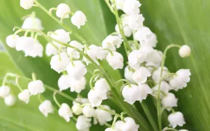 铃兰花图片桌面壁纸_17
