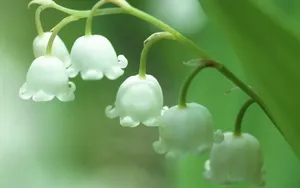 铃兰花图片桌面壁纸_18