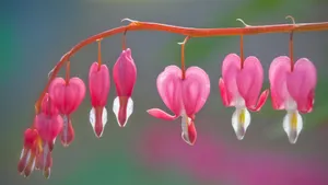 美丽好看的花儿壁纸_1