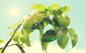 诱人的青苹果图片壁纸_12