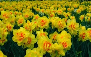 水仙花花语自恋图片壁纸