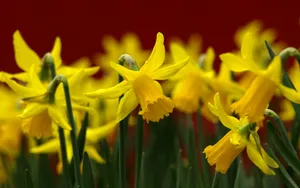 水仙花花语自恋图片壁纸_4