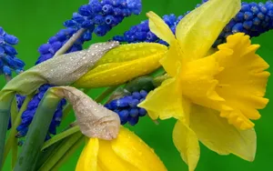 水仙花花语自恋图片壁纸_5