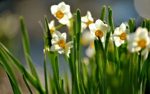水仙花花语自恋图片壁纸_6