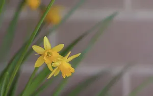 水仙花花语自恋图片壁纸_9