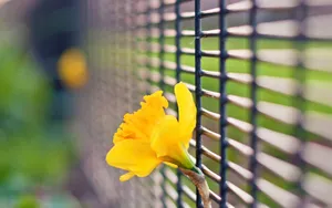 水仙花花语自恋图片壁纸_12