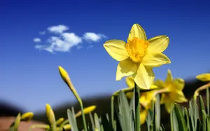 水仙花花语自恋图片壁纸_14