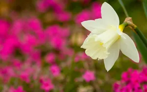 水仙花花语自恋图片壁纸_17