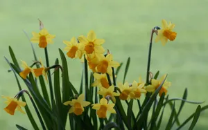 水仙花花语自恋图片壁纸_19