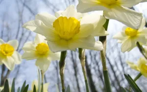 水仙花花语自恋图片壁纸_23