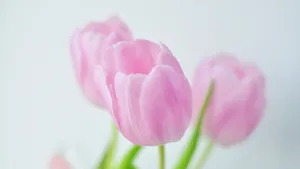 柔美高清的花儿图片壁纸_18