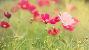 各色各样的娇花壁纸_2