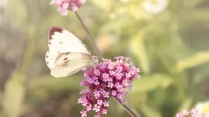 各色各样的娇花壁纸_3