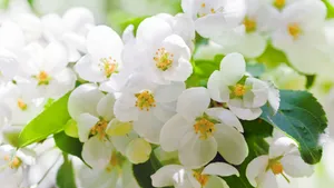 各色各样的娇花壁纸_4