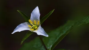 各色各样的娇花壁纸_7