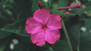 各色各样的娇花壁纸_9