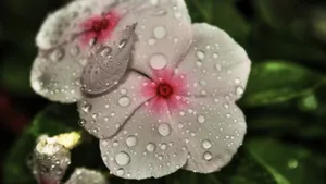 各色各样的娇花壁纸_11