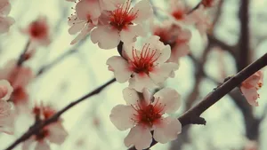 各色各样的娇花壁纸_12