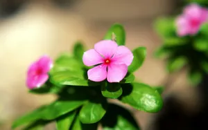 美丽的长春花图片壁纸