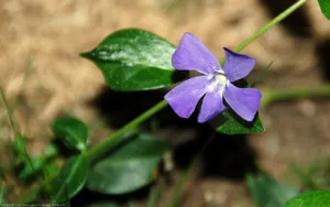 美丽的长春花图片壁纸